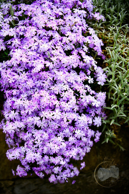 _DSC5421 | Shop für Prints Landschaftsfotografie Sächsische Schweiz Naturfotografie in Thüringen Fotos vom Findlingspark Nochten Kloster Sankt Marienstern Bilder Festung Königstein PanoramaRhododendronpark Kromlau FotogalerSchleswig-Holstein Küstenlandschaften
