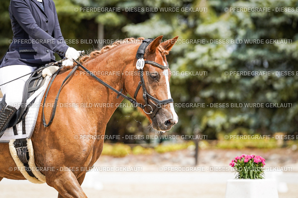 DSC03415 | Pferdegrafie