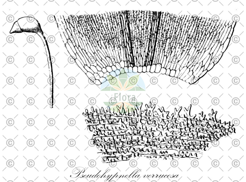 HistAbb_wfo-0000479701_1_ENZY_Simple | Historische Abbildung von Pseudohypnella verrucosa - Hypnaceae | Historical Illustration of Pseudohypnella verrucosa - Hypnaceae