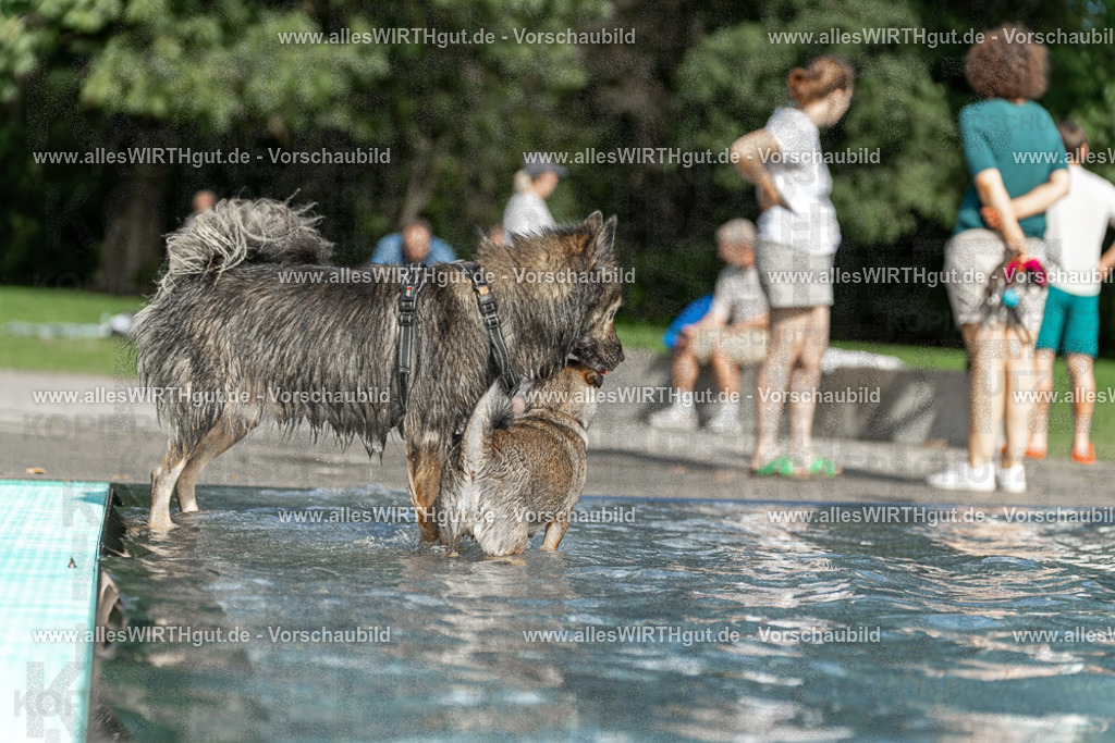 Hundeschwimmen_Volksbad_2026-allesWIRTHgut_Tierfotografie-2609061531-7R501586 | Professionelle Tierfotografie in Mönchengladbach von Daniel Wirth (allesWIRTHgut). Liebevolle & natürliche Bilder von Hunden & Katzen für unvergessliche Erinnerungen.