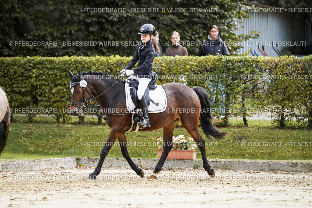 DSC05355 | Pferdegrafie