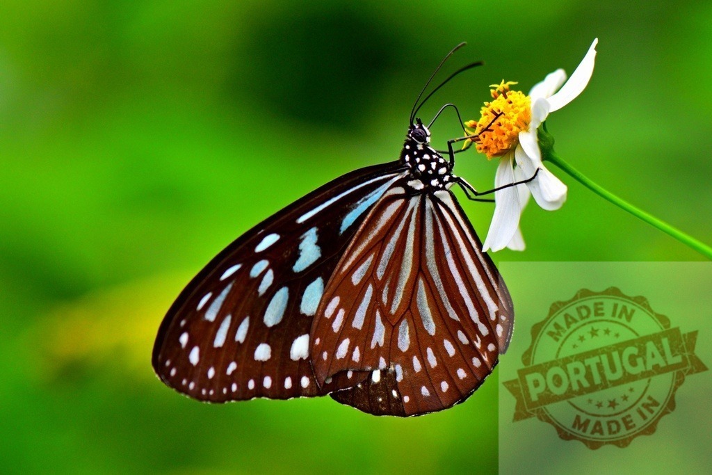 Beautiful butterfly feeding on white flower with green background | Dark brown and light blue butterfly feeding on a small white flower with a blurred green background - Realized with Pictrs.com