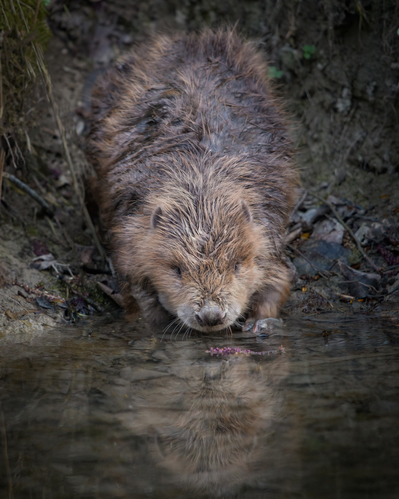 Biber auf dem Weg ins Wasser | Biber klettern oft an der selben Stelle in ihr Gewässer. Dabei bilden sich regelrechte Rutschen am Ufer. 