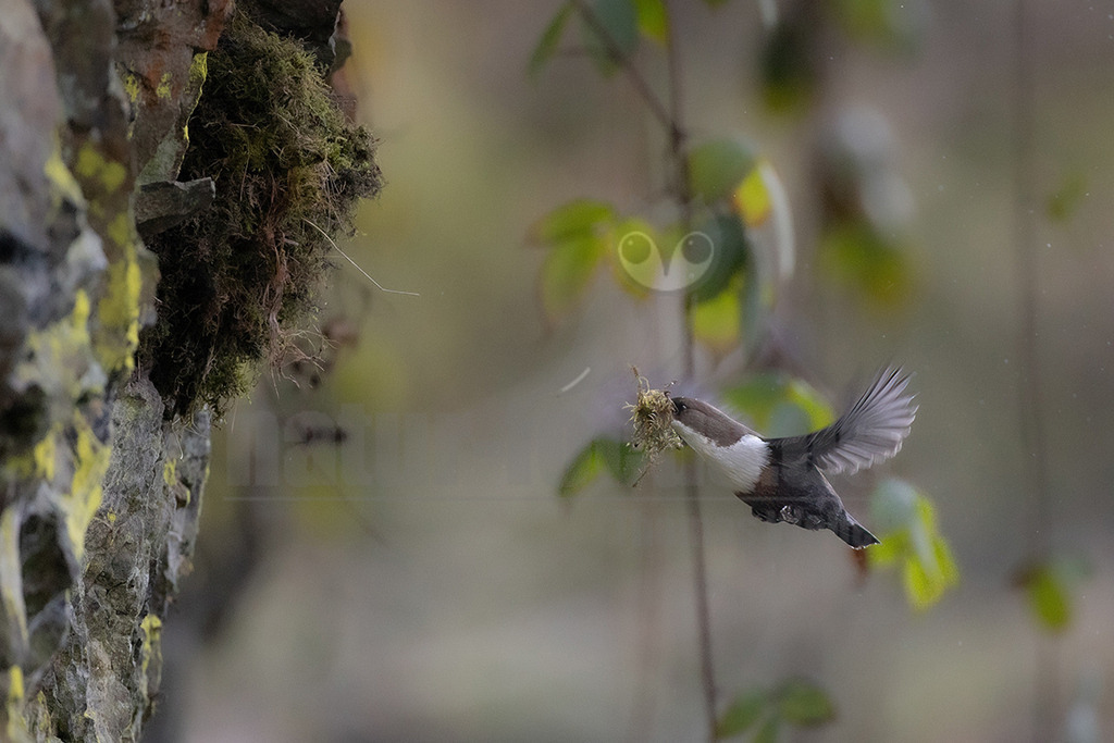 R6NF2504_20250306 | Die Wasseramsel oder Eurasische Wasseramsel ist die einzige auch in Mitteleuropa vorkommende Vertreterin der Familie der Wasseramseln. Der etwa starengroße, rundlich wirkende Singvogel ist eng an das Leben entlang schnellfließender, klarer Gewässer gebunden. - Realisiert mit Pictrs.com