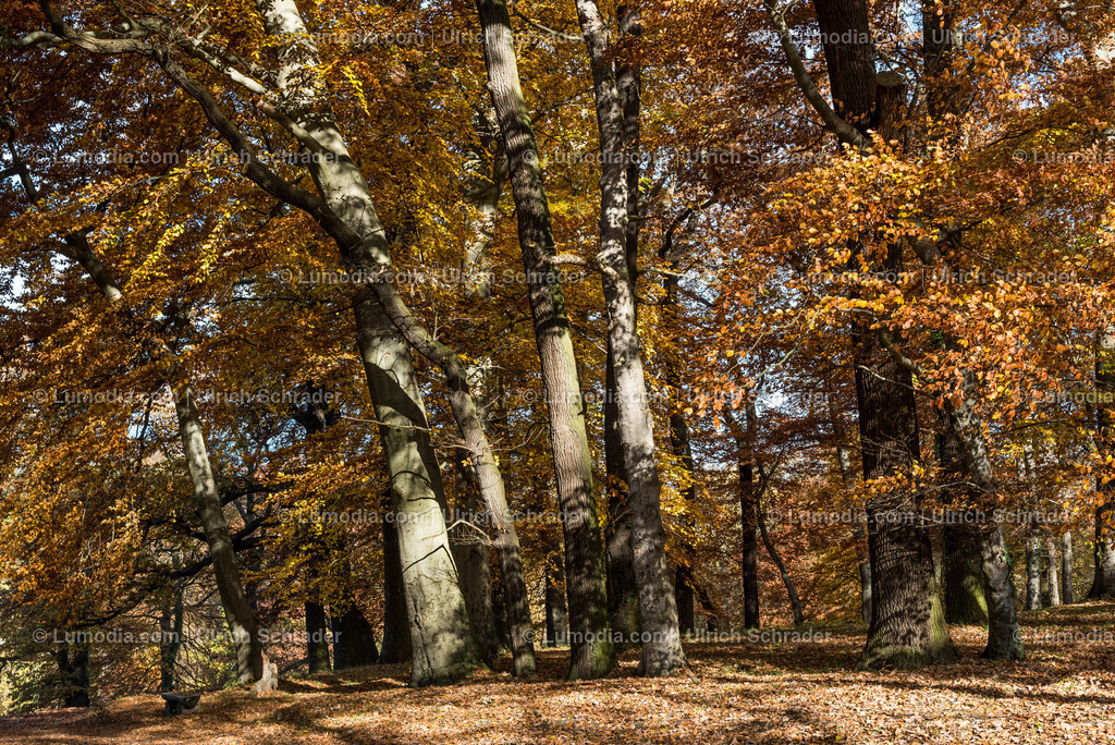 10049-4695 - Schloss und Schlosspark Harbke | Stockfoto und Bilderpool mit Bildmaterial aus Deutschland, dem Harz, Halberstadt, Quedlinburg, Wernigerode und weltweit. Qualitativ hochwertige und professionelle Fotos anschauen und kaufen. - Realisiert mit Pictrs.com