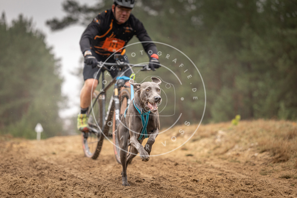 Pfotenfotografie_DV3A3530 | Hundefotografie, Tierfotograf, Pfotenfotografie, Fotoshooting Hund, Hunde Portrait, Hundesport, Hundeportraits, Heideshooting, Hunde, Sportfotograf, Hundefotograf, Turnierhundsport, THS,  - Realisiert mit Pictrs.com