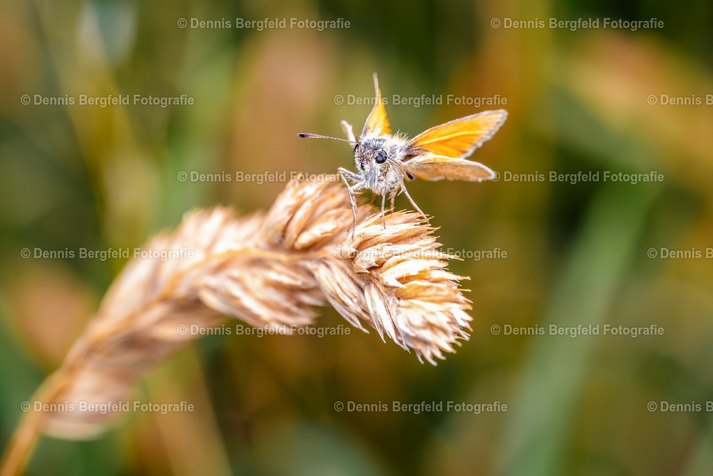 Dickkopffalter 1 | Entdecken Sie Natur, Makro und Tierfotografie von Dennis Bergfeld.Besondere Momente und Details der Natur, hochwertig als Foto und Wandbild erhältlich. - Realisiert mit Pictrs.com