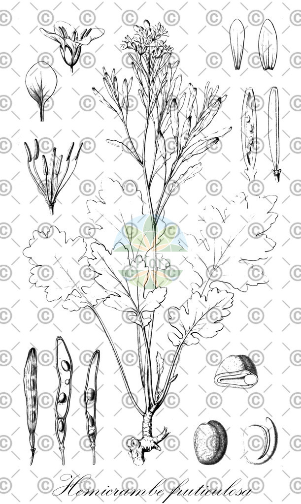 HistAbb_wfo-0001104567_2_ENZY_Simple | Historische Abbildung von Hemicrambe fruticulosa - Brassicaceae | Historical Illustration of Hemicrambe fruticulosa - Brassicaceae