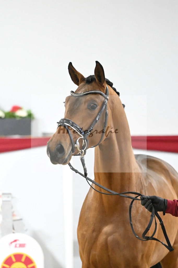 Kat-Nr. 34 v. Del Arko_Bauhofer_63220995 | hf-fotografie - Realizzato con Pictrs.com