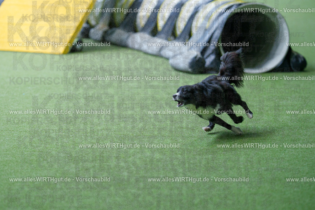 @allesWIRTHgut_Tierfotografie - www.allesWIRTHgut.de - 2604251247-7R502790 | Professionelle Tierfotografie in Mönchengladbach von Daniel Wirth (allesWIRTHgut). Liebevolle & natürliche Bilder von Hunden & Katzen für unvergessliche Erinnerungen.
