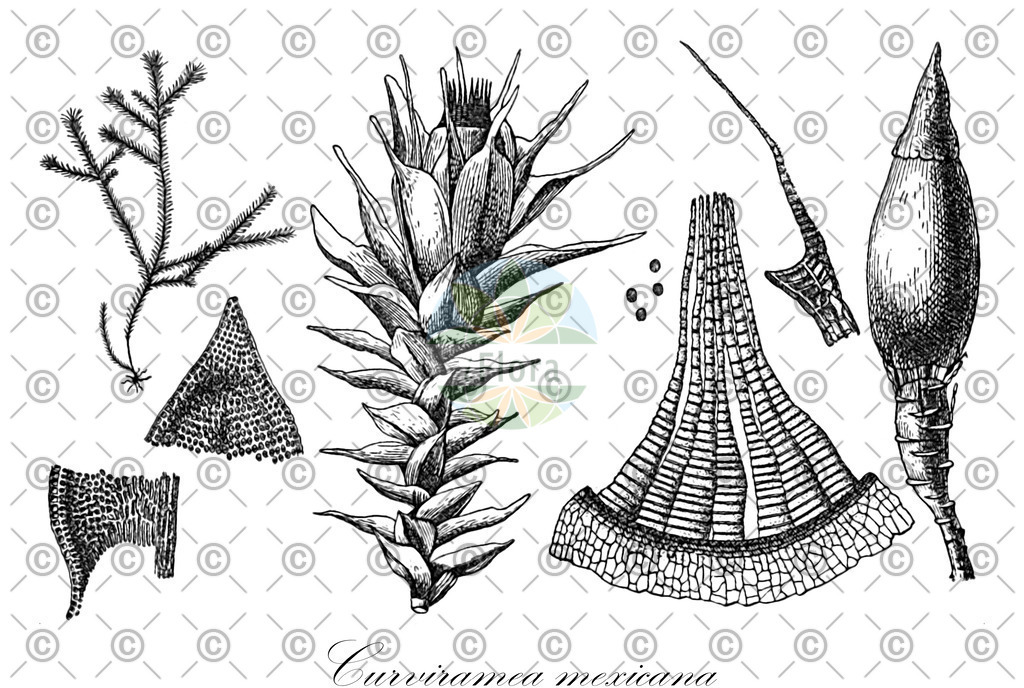 HistAbb_wfo-0000782079_1_ENZY_Simple | Historische Abbildung von Curviramea mexicana - Anomodontaceae | Historical Illustration of Curviramea mexicana - Anomodontaceae