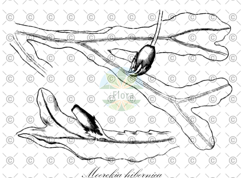 HistAbb_wfo-0001263933_1_ENZY_Simple | Historische Abbildung von Moerckia hibernica - Moerckiaceae | Historical Illustration of Moerckia hibernica - Moerckiaceae