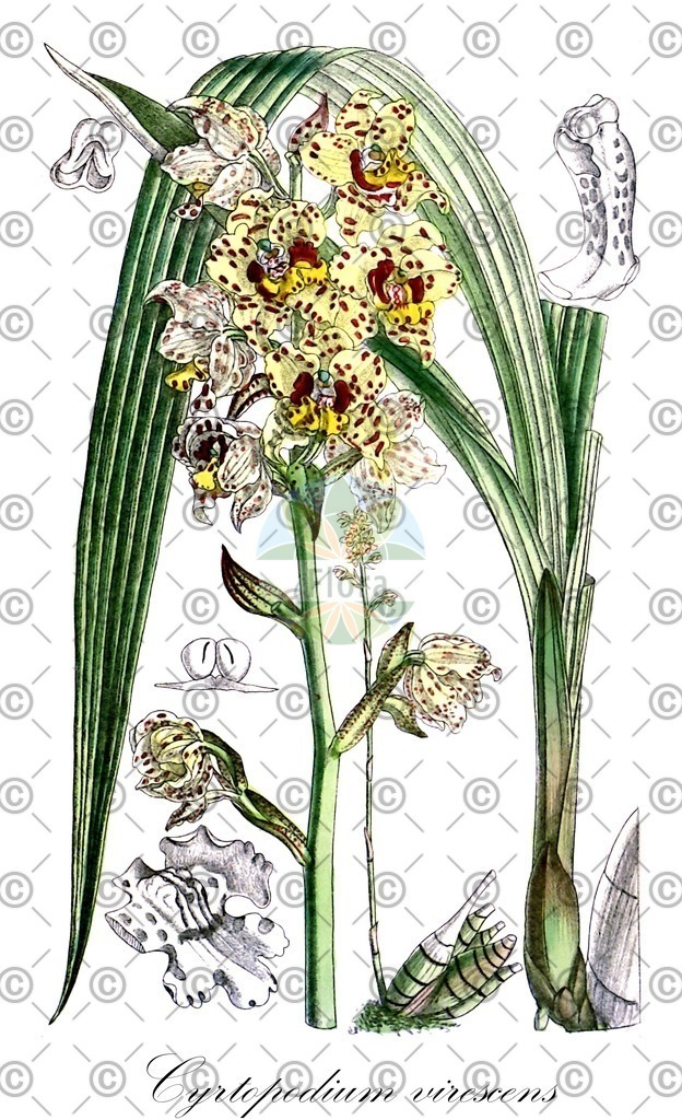 HistAbb_wfo-0000936182_1_ENZY_Simple | Historische Abbildung von Cyrtopodium virescens - Orchidaceae | Historical Illustration of Cyrtopodium virescens - Orchidaceae