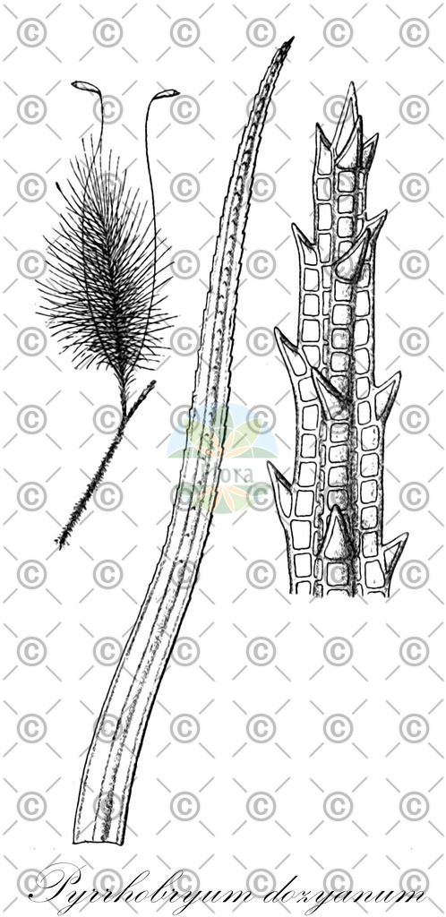 HistAbb_wfo-0001171968_2_ENZY_Simple | Historische Abbildung von Pyrrhobryum dozyanum - Calomniaceae | Historical Illustration of Pyrrhobryum dozyanum - Calomniaceae