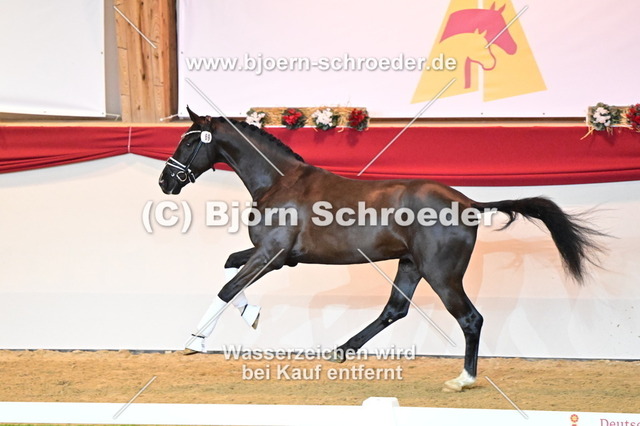 69_Sezuan - San Amour I_787_2476 | Björn Schroeder Pferdefotografie