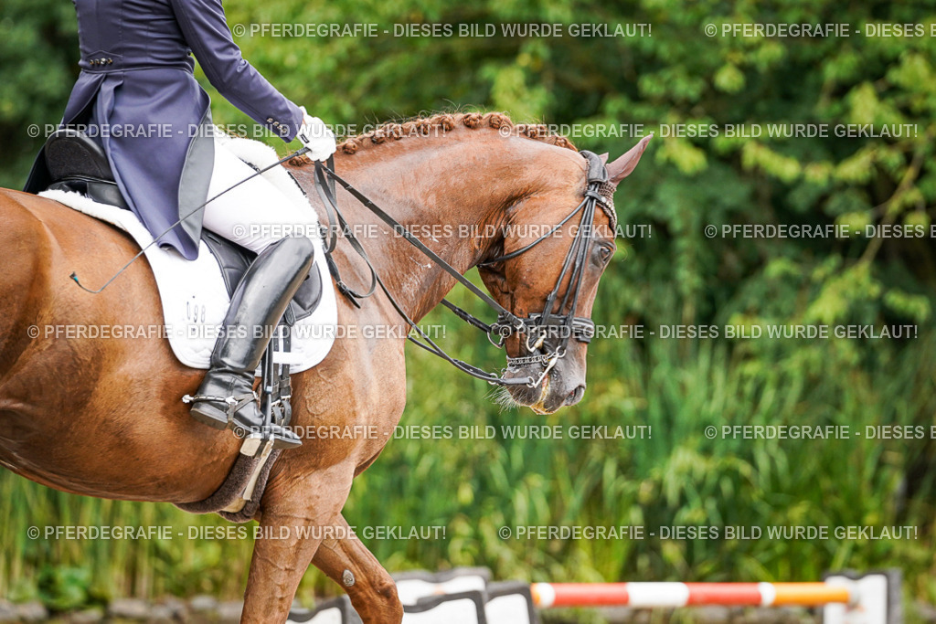 DSC04863 | Pferdegrafie