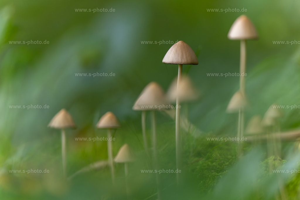 Pilzfamilie | Eine pittoreske Szene - Realisiert mit Pictrs.com