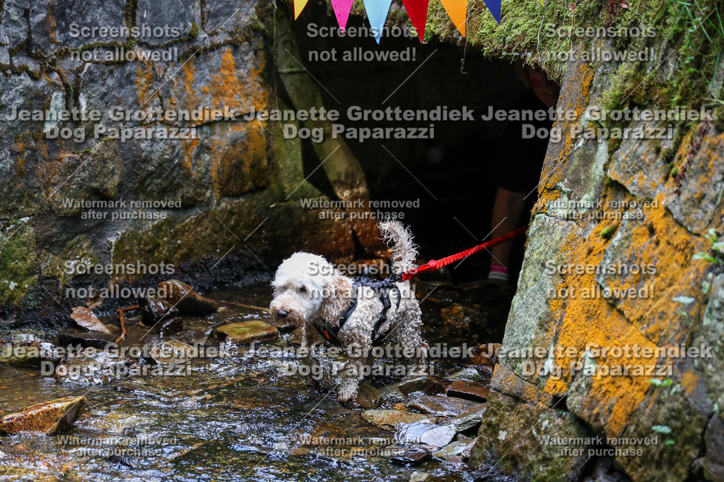 Dog Paparazzi -  TH 26-483 | Dog Paparazzi Jeanette Grottendiek Fotografie & Videografie - Realisiert mit Pictrs.com
