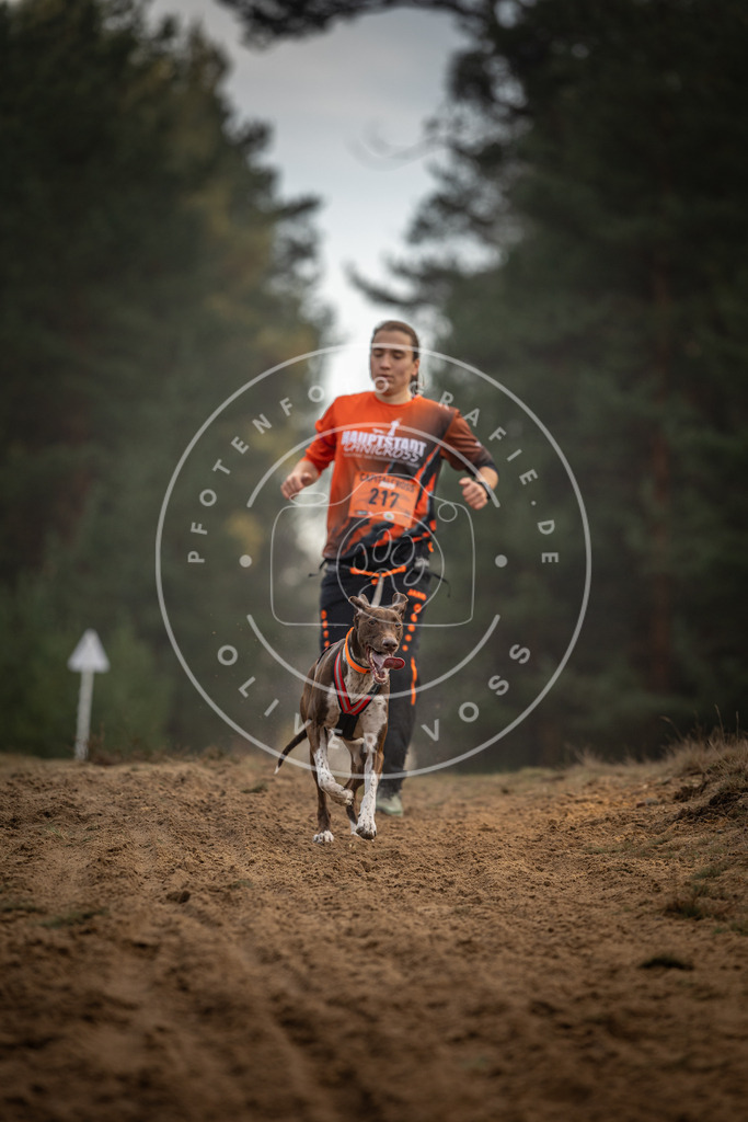 Pfotenfotografie_DV3A5280 | Hundefotografie, Tierfotograf, Pfotenfotografie, Fotoshooting Hund, Hunde Portrait, Hundesport, Hundeportraits, Heideshooting, Hunde, Sportfotograf, Hundefotograf, Turnierhundsport, THS,  - Realisiert mit Pictrs.com