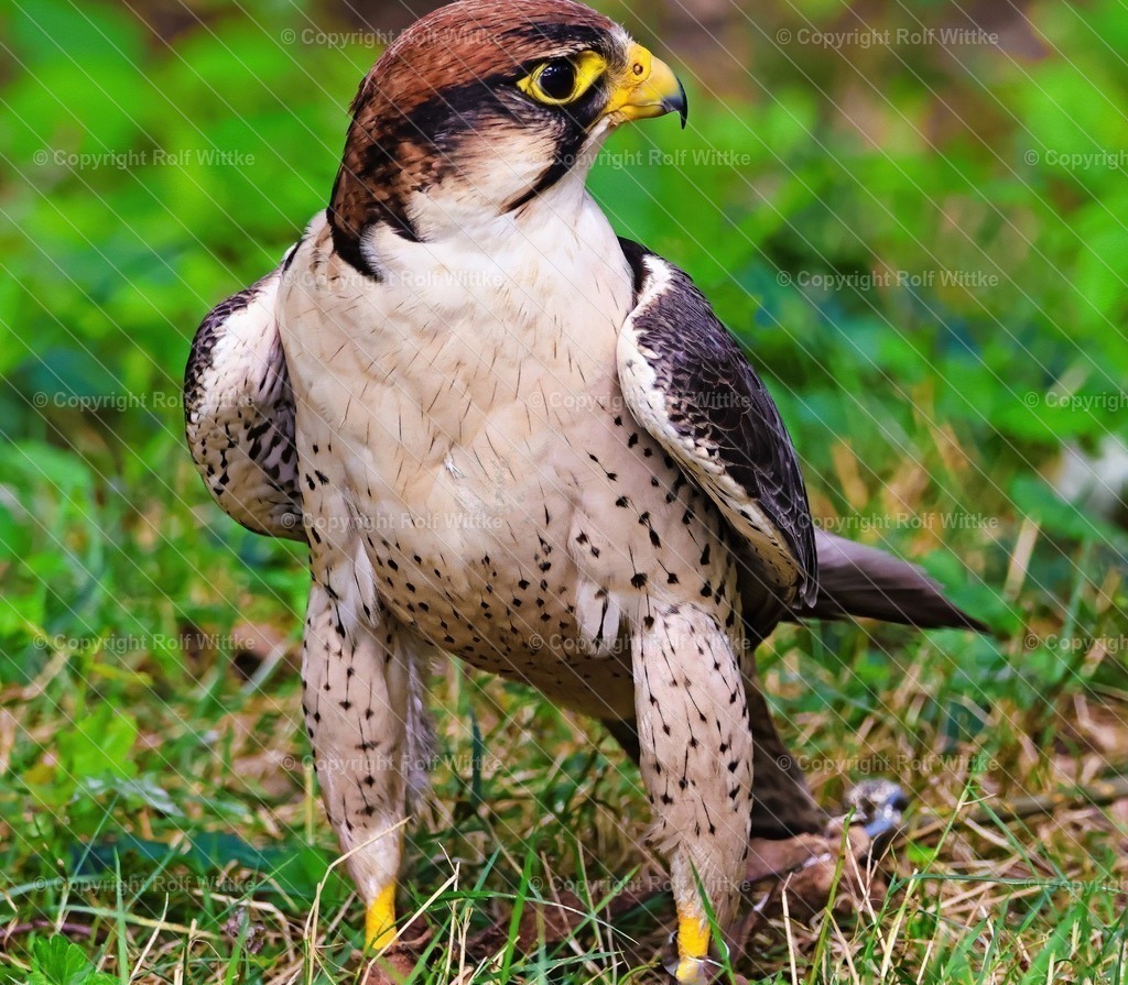 Falke1 | Wanderfalke auf Futtersuche - Realisiert mit Pictrs.com