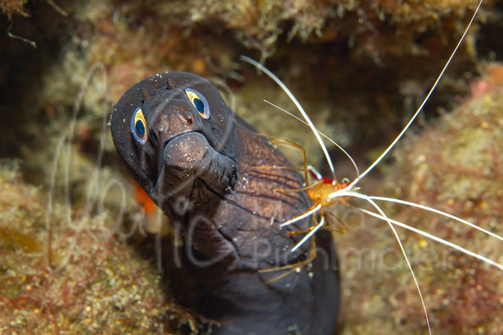 Muraena augusti, Lysmata amboinensis | Fürst-August-Muräne, Weißband-Putzergarnele - Realisiert mit Pictrs.com