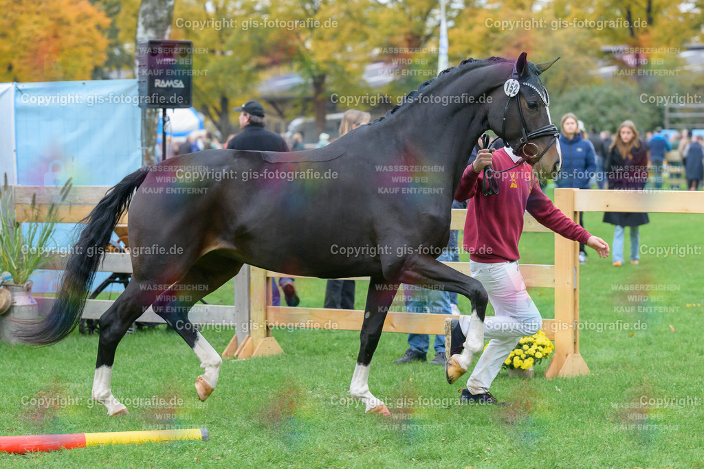 152_Haeven_s-Duett-d_Amour-S_v.Dancer-Gold_Seiler_251018_03_gis | gis-fotografie