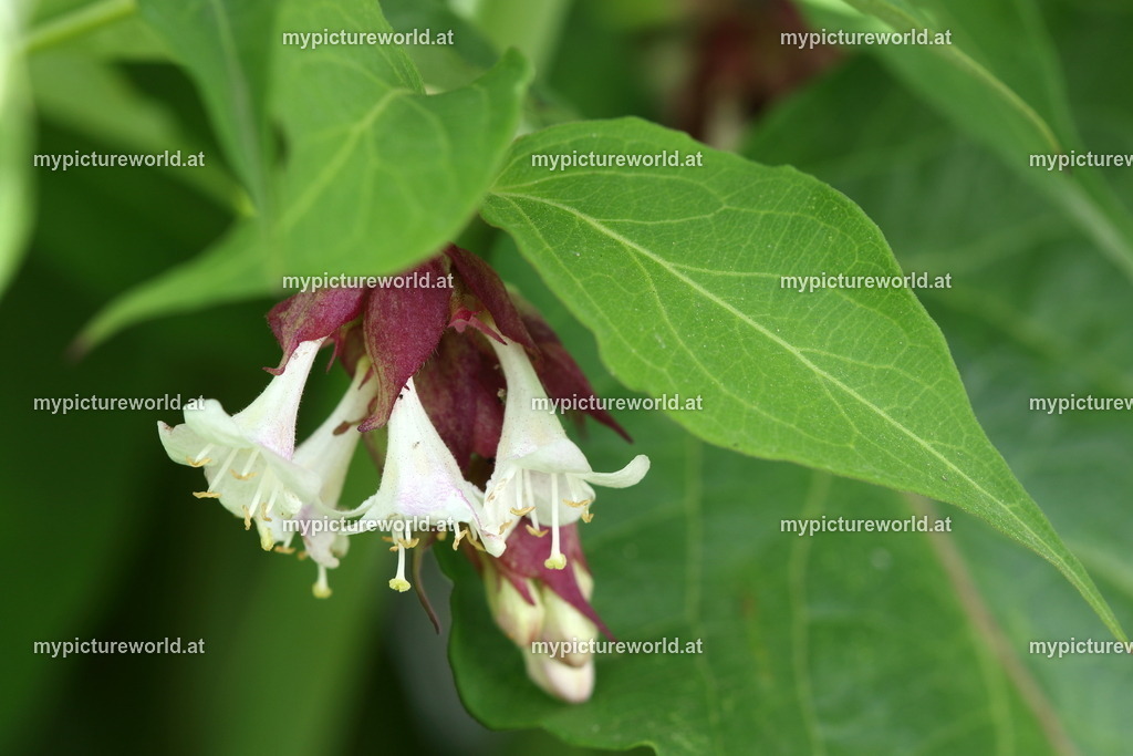 Schöne Leycesterie-001 | Das Bilderarchiv über Tiere, Planzen und Landschaften. In der Bilddatenbank finden Sie ein große Auswahl an hochwertigen Bilder für Ihre Werbung - Realisiert mit Pictrs.com