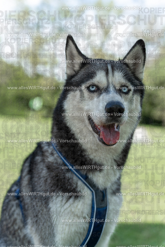 Hundeschwimmen_Volksbad_2026-allesWIRTHgut_Tierfotografie-2609061224-113424-7R500036 | Professionelle Tierfotografie in Mönchengladbach von Daniel Wirth (allesWIRTHgut). Liebevolle & natürliche Bilder von Hunden & Katzen für unvergessliche Erinnerungen.