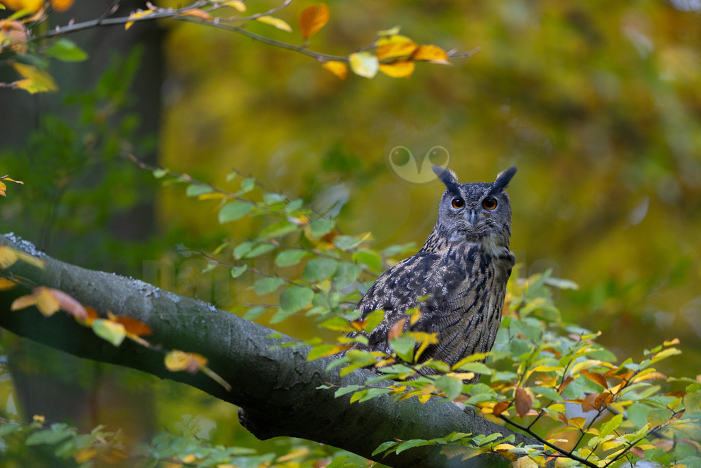 R5M24552_20251029 | Ein majestätischer Uhu (Bubo bubo) sitzt auf einem dicken, moosbewachsenen Ast in einem Wald. Sein Gefieder ist in Brauntönen mit dunklen Flecken gemustert, was ihm eine hervorragende Tarnung bietet. Die großen, orangefarbenen Augen des Uhus sind weit geöffnet und blicken aufmerksam nach vorne. Seine charakteristischen Federohren sind aufgerichtet. Der Ast ist von Blättern umgeben, die teilweise noch grün sind, aber viele zeigen bereits die leuchtenden Gelb- und Orangetöne des Herbstes. Der Hintergrund ist unscharf und zeigt weitere herbstliche Bäume in warmen Gelb- und Grüntönen, was eine natürliche und ruhige Atmosphäre schafft. Es sind keine spezifischen Interaktionen zu beobachten, außer dass der Uhu in seinem natürlichen Lebensraum ruht und seine Umgebung beobachtet. - Realisiert mit Pictrs.com