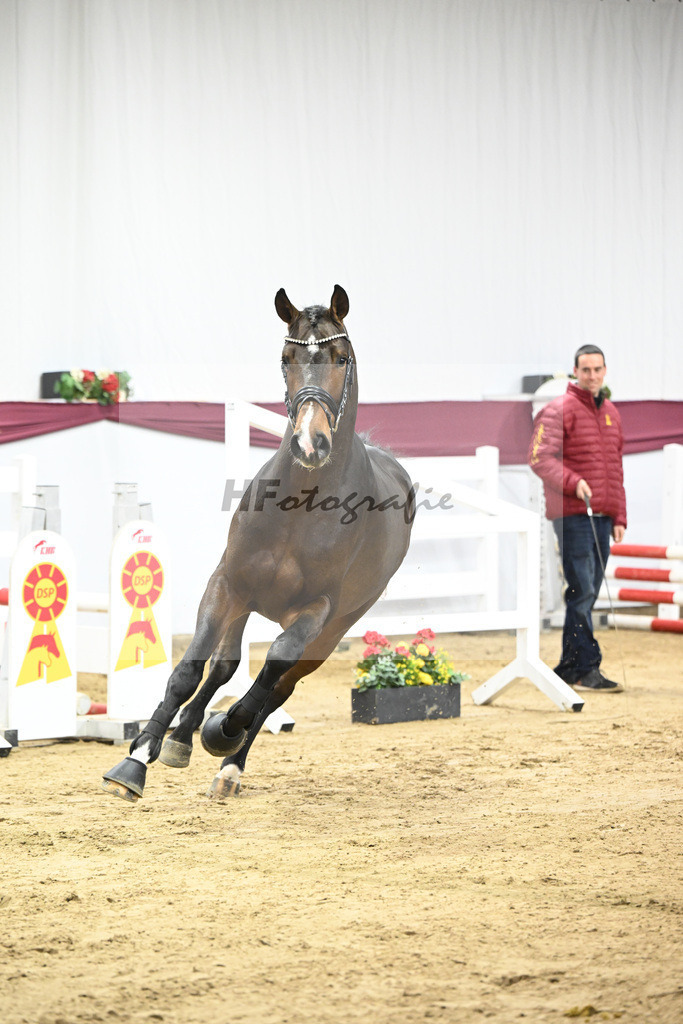 Kat-Nr. 94 Conthalou x Stalypso_Matthias Schlamminger GmbH_47253067 | hf-fotografie - Realisiert mit Pictrs.com