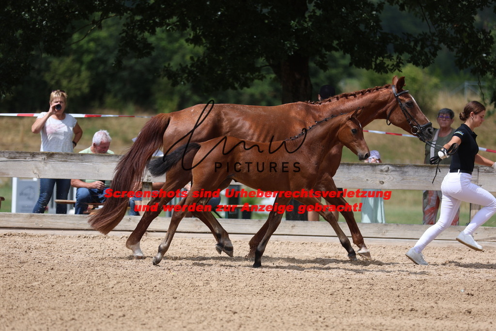 Fohlenschau_Schwäbisch_Hall_dressurbetonte_Fohlen_Goldring_KN 6_2 | lmwpictures - Realisiert mit Pictrs.com