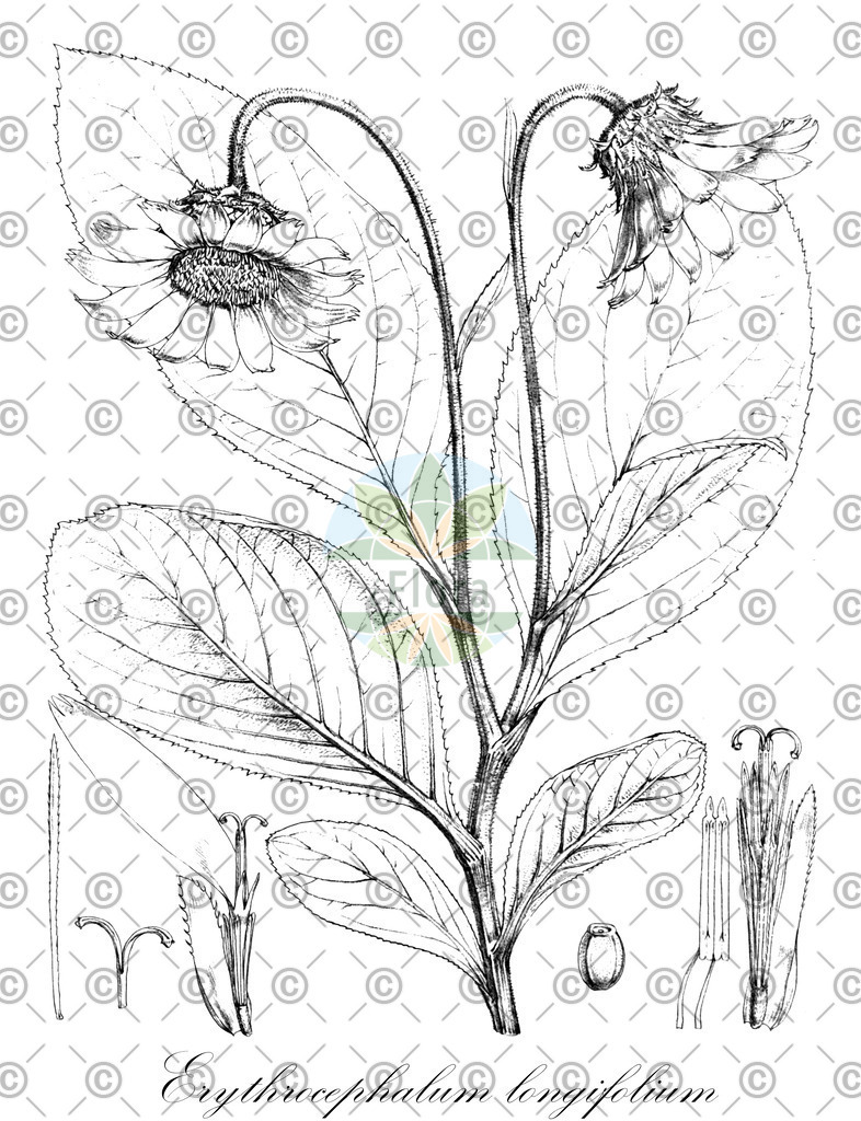 HistAbb_wfo-0000953982_1_ENZY_Simple | Historische Abbildung von Erythrocephalum longifolium - Asteraceae | Historical Illustration of Erythrocephalum longifolium - Asteraceae