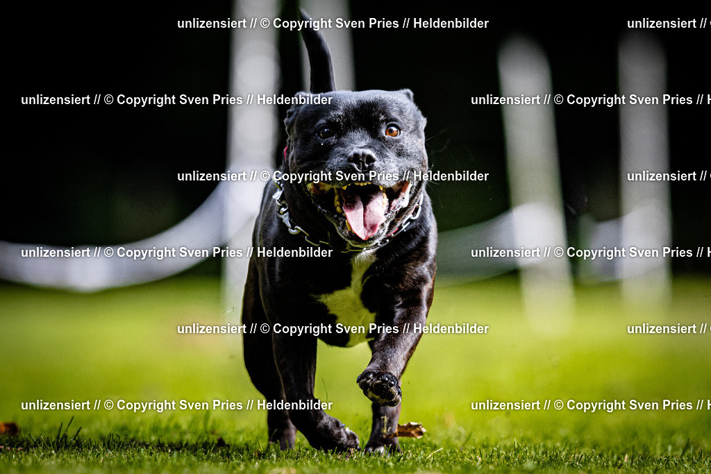 Sven Pries | 2025-10-03 - Hunderennen Obergrombach - Realisiert mit Pictrs.com