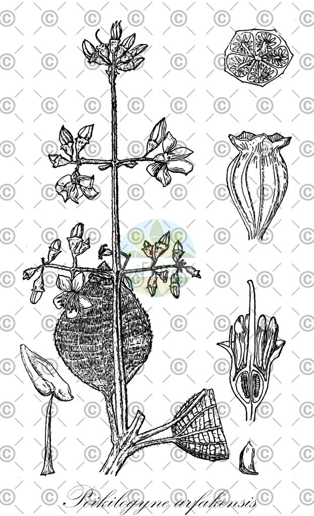 HistAbb_wfo-0000167805_1_ENZY_Simple | Historische Abbildung von Poikilogyne arfakensis - Melastomataceae | Historical Illustration of Poikilogyne arfakensis - Melastomataceae