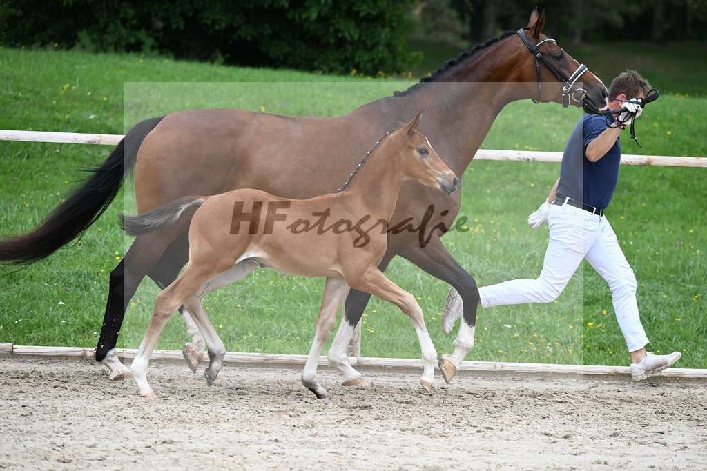 Kat-Nr. 32 HF Be my Dancer_Gut Schornreut Rieder_25230605 | hf-fotografie - Realisiert mit Pictrs.com