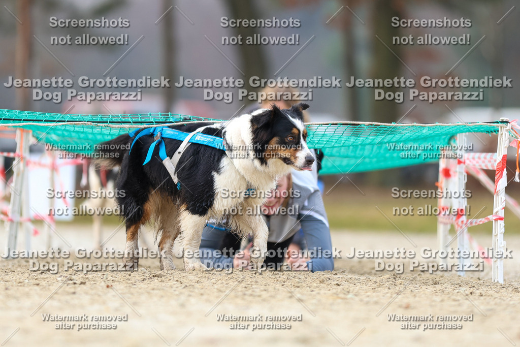 Dog Paparazzi - Strongdog North Mrz26-4168 | Dog Paparazzi Jeanette Grottendiek Fotografie & Videografie - Realisiert mit Pictrs.com