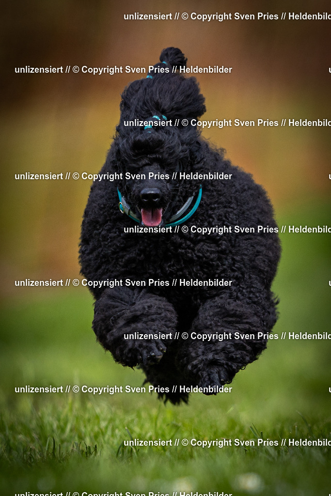 Sven Pries | 2025-04-13 - Hunderennen Baden-Baden - Realisiert mit Pictrs.com