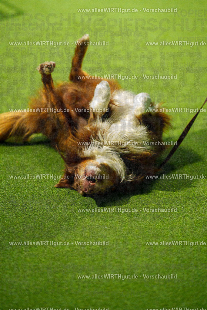 7R508836 | Professionelle Tierfotografie in Mönchengladbach von Daniel Wirth (allesWIRTHgut). Liebevolle & natürliche Bilder von Hunden & Katzen für unvergessliche Erinnerungen.