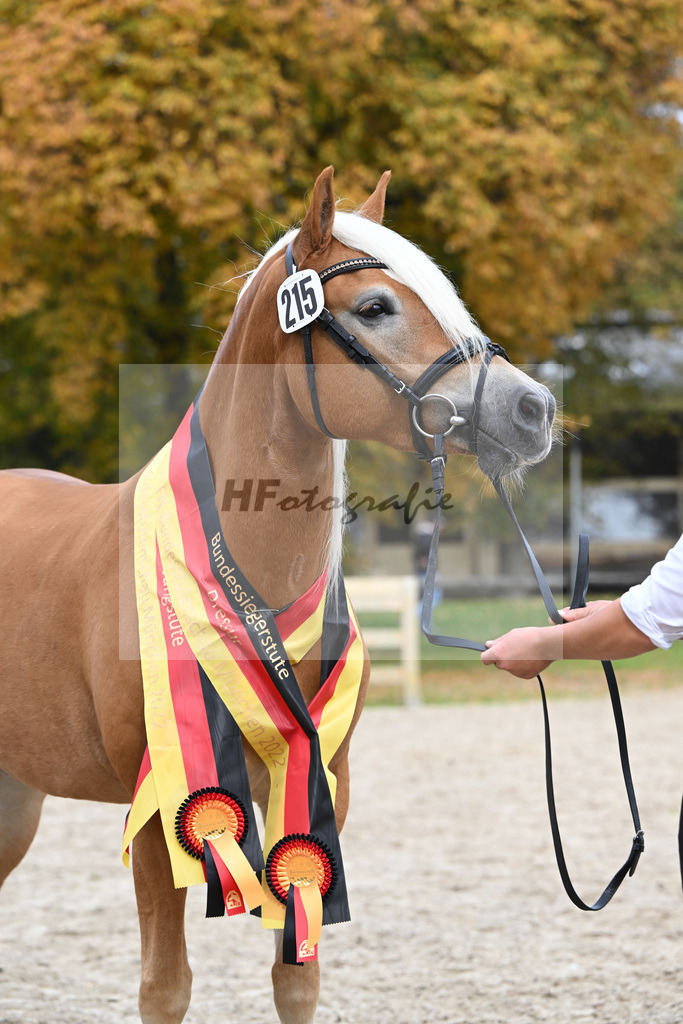 Kat-Nr. 215 Lady_Wagner_54223378 | hf-fotografie - Realisiert mit Pictrs.com