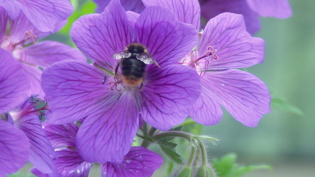 Hummel | Verkauf von Fotos und  Videoclips zumThema Natur.Motive sind Pflanzen, Tiere, Landschaftenund Wetter - Realisiert mit Pictrs.com