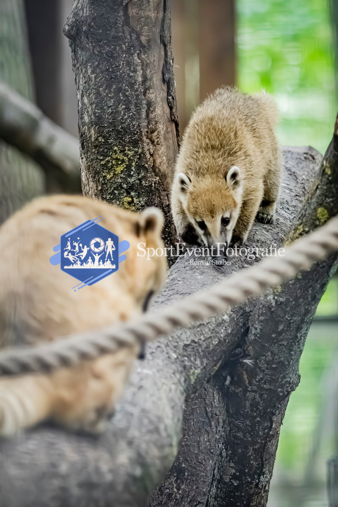 IMG_3911 | SportEventFotografie - Roman Stoiber