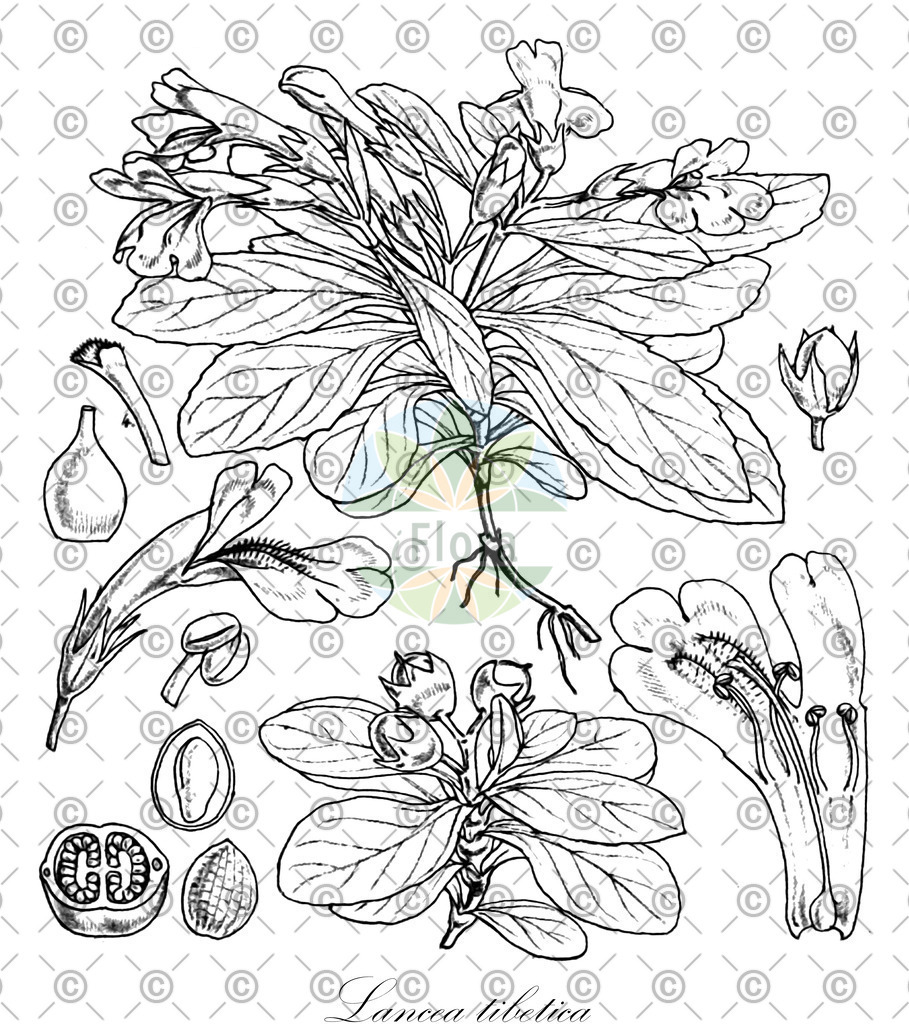 HistAbb_wfo-0001099648_1_ENZY_Simple | Historische Abbildung von Lancea tibetica - Mazaceae | Historical Illustration of Lancea tibetica - Mazaceae