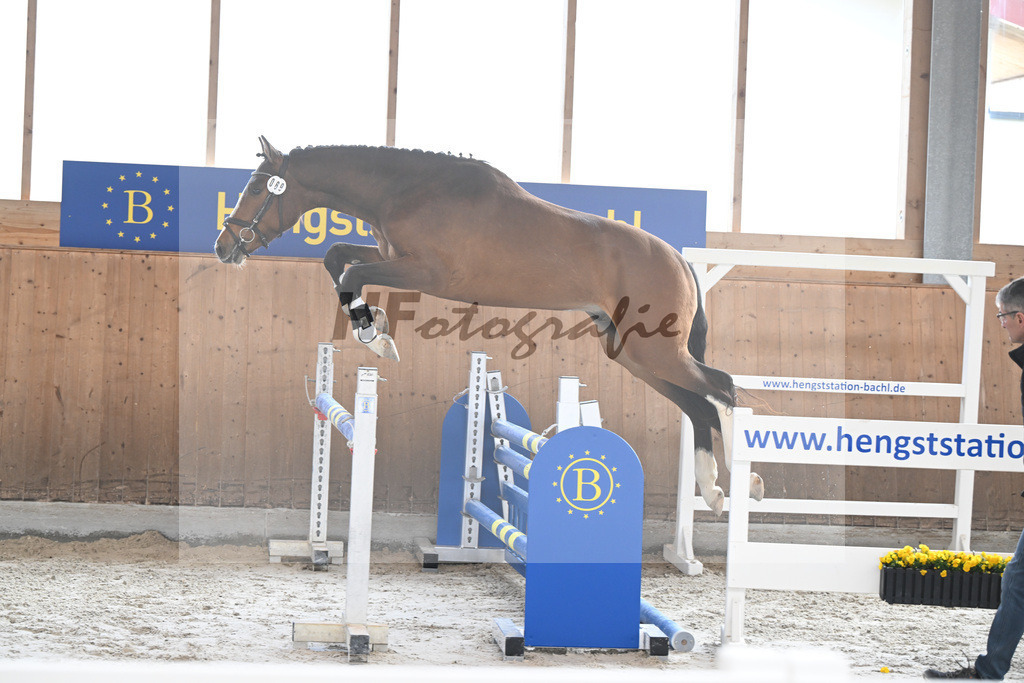 Kat-Nr. 69 Esmeraldos Hansi v. Esmeraldo_Hoffmeister_14260359 | hf-fotografie - Realizzato con Pictrs.com