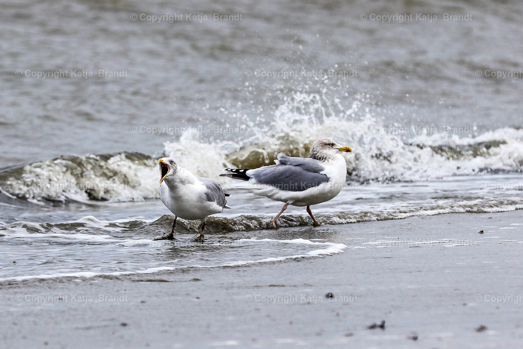 Möwen-2A5A9397 | Katja Brandt 
