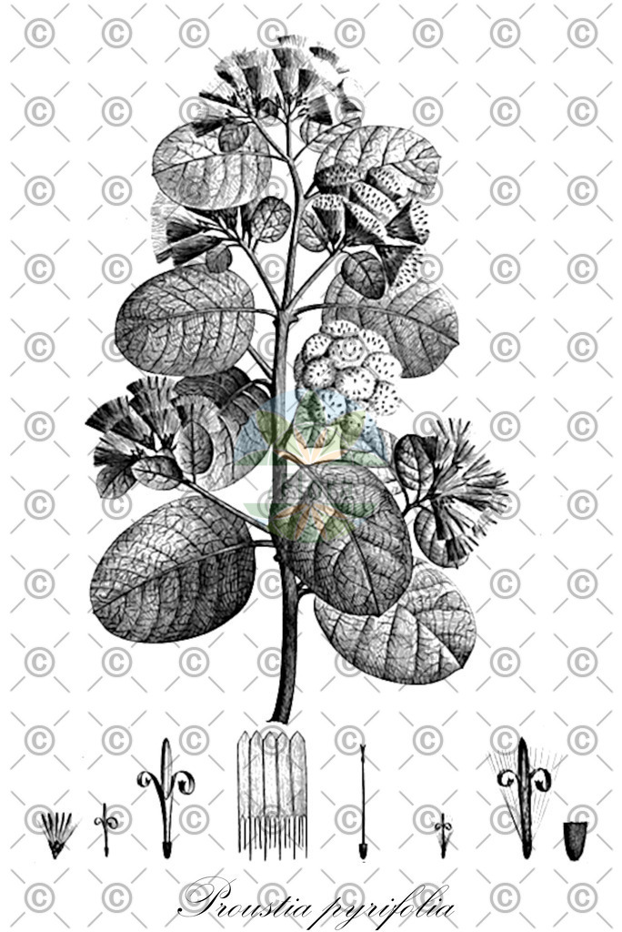 HistAbb_wfo-0000486908_1_ENZY_Simple | Historische Abbildung von Proustia pyrifolia - Asteraceae | Historical Illustration of Proustia pyrifolia - Asteraceae