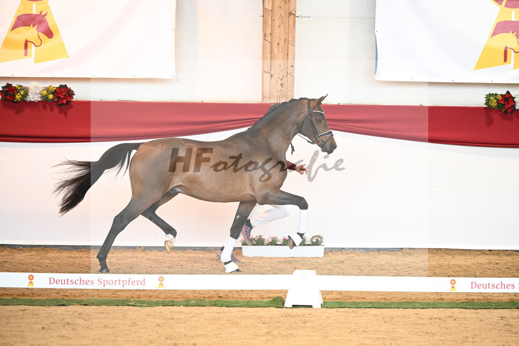 Kat-Nr. 55 Va Bene x Goldberg_Kuntz_43230535 | hf-fotografie - Realisiert mit Pictrs.com