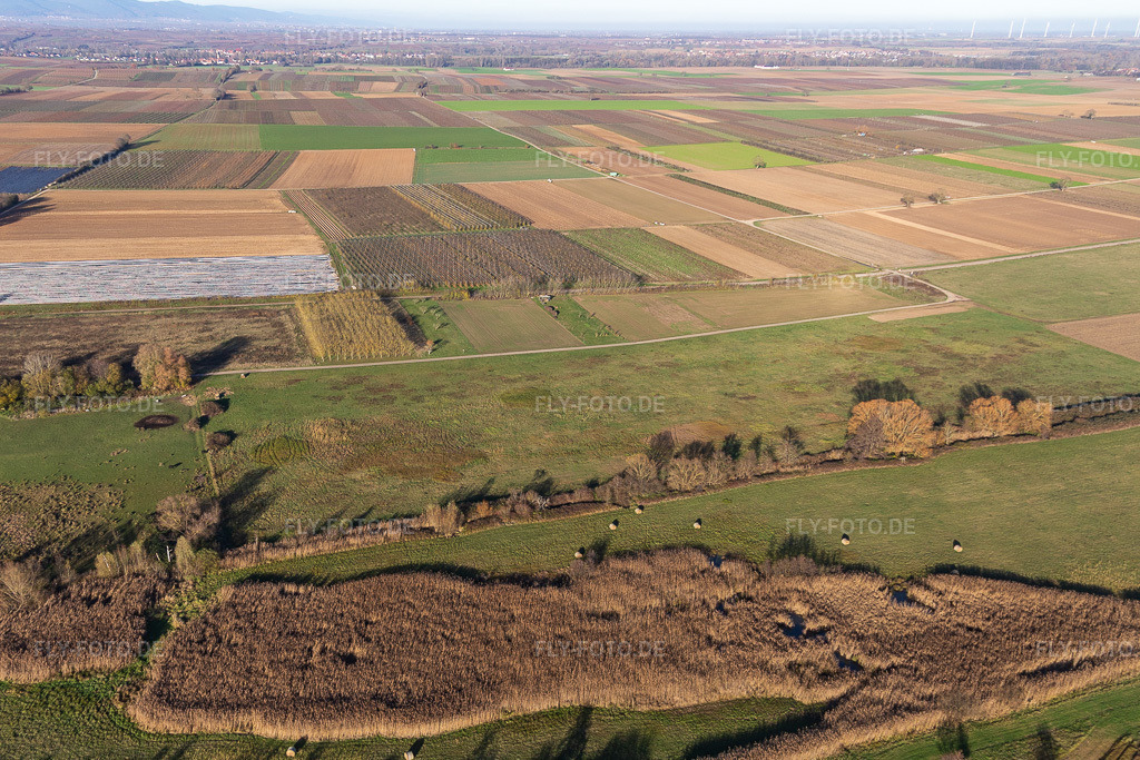 Luftbild: Billigheimer Bruch, Flutgraben zwischen Barbelroth, Hergersweiler und Winden im Ortsteil Mühlhofen in Billigheim-Ingenheim im Bundesland Rheinland-Pfalz in Deutschland. Foto: IMG_123904.jpg vom 21.11.2020 durch Werner Riehm/FLY-FOTO.de