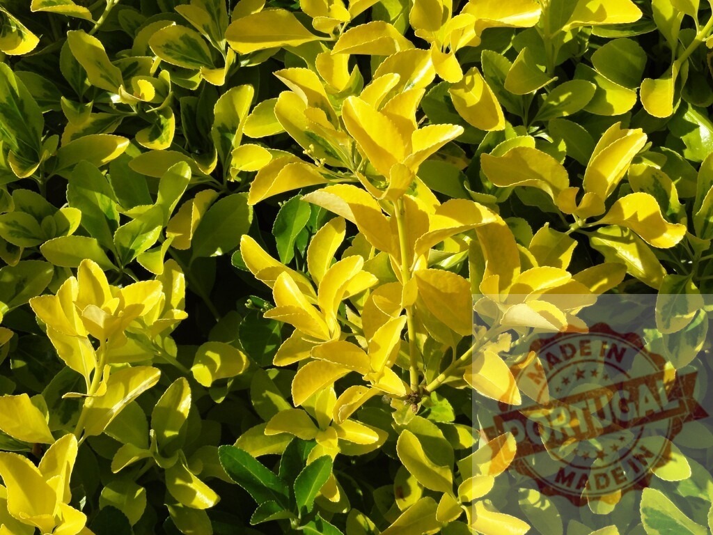 Bush branches showing vibrant yellow green leaves | Bush leaves in bright sunlight, creating a nature background - Realized with Pictrs.com