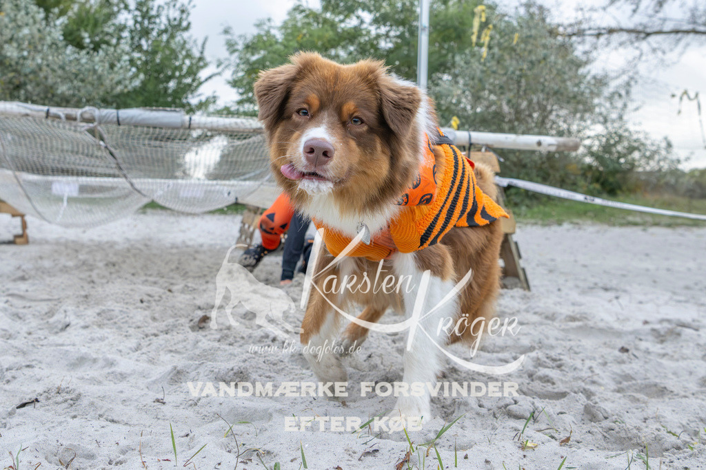 1123_ZZ96498 | kk-dogfotos