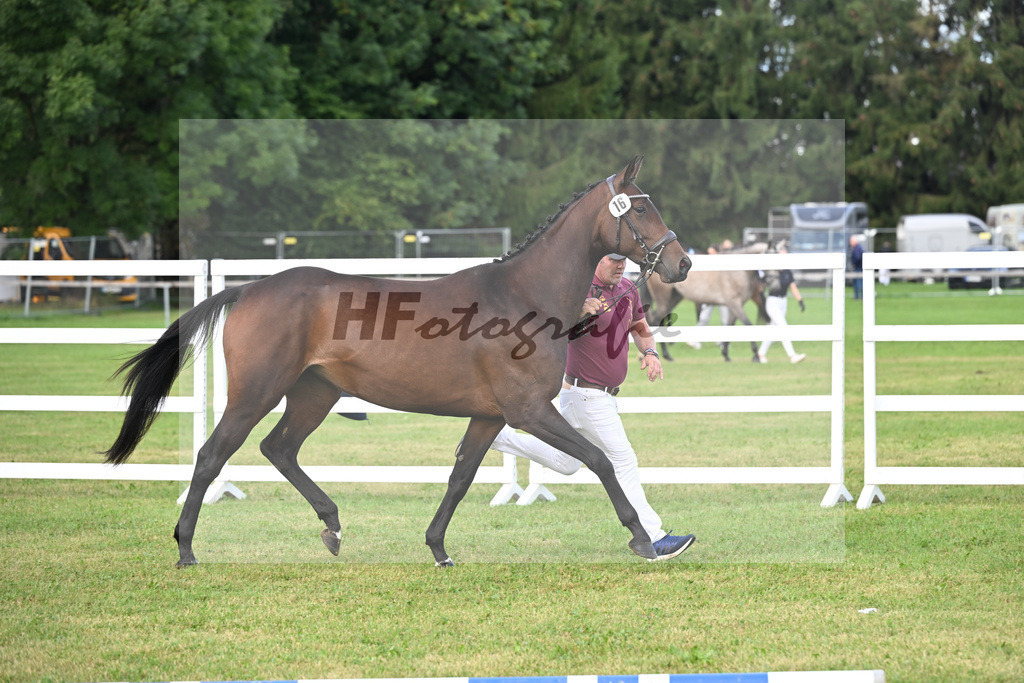 Kat-Nr. 16 Elektra v. Kipper_Wallochny_30250258 | hf-fotografie - Realisiert mit Pictrs.com